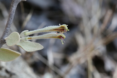 Taxillus heyneanus